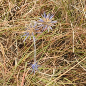 Eryngium ovinum at Lions Youth Haven - Westwood Farm A.C.T. - 29 Apr 2024