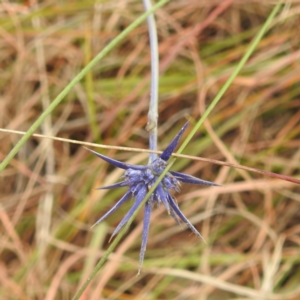 Eryngium ovinum at Lions Youth Haven - Westwood Farm A.C.T. - 29 Apr 2024