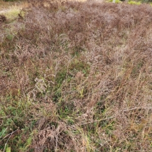 Hypericum perforatum at suppressed by julielindner