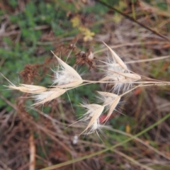 Rytidosperma (genus) (Wallaby Grass) at Lions Youth Haven - Westwood Farm A.C.T. - 29 Apr 2024 by HelenCross