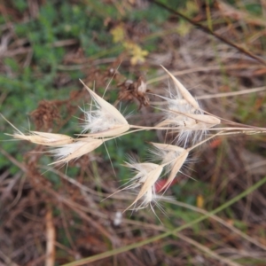 Rytidosperma sp. at Lions Youth Haven - Westwood Farm A.C.T. - 29 Apr 2024