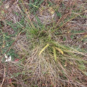 Rytidosperma sp. at Lions Youth Haven - Westwood Farm A.C.T. - 29 Apr 2024