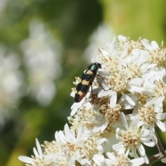 Castiarina interstitialis (A jewel beetle) at Namadgi National Park - 9 Oct 2023 by RAllen