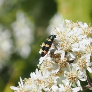 Castiarina interstitialis at Namadgi National Park - 9 Oct 2023