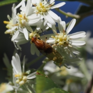 Sapromyza sp. (genus) at Lower Cotter Catchment - 9 Oct 2023