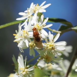 Sapromyza sp. (genus) at Lower Cotter Catchment - 9 Oct 2023