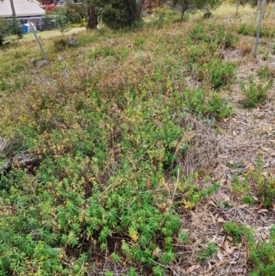 Euphorbia oblongata (Egg-leaf Spurge) at Farrer, ACT - 29 Apr 2024 by julielindner