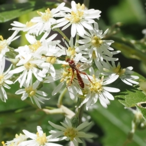 Labium sp. (genus) (An Ichneumon wasp) at Lower Cotter Catchment by RAllen