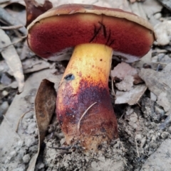 Bolete sp. at Box Cutting Rainforest Walk - 28 Apr 2024 by Teresa