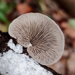 Crepidotus variabilis at Box Cutting Rainforest Walk - 29 Apr 2024 09:38 AM