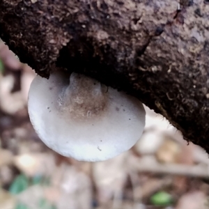 Crepidotus variabilis at Box Cutting Rainforest Walk - 29 Apr 2024 09:38 AM