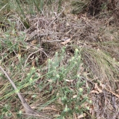 Styphelia triflora (Five-corners) at Throsby, ACT - 29 Apr 2024 by julielindner