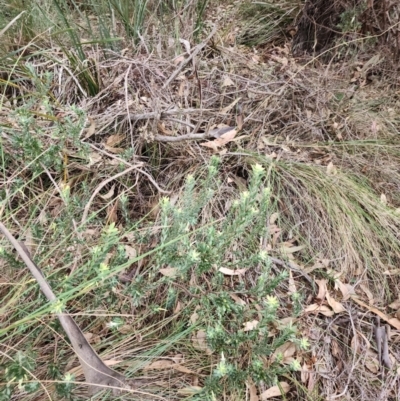 Styphelia triflora (Five-corners) at Throsby, ACT - 29 Apr 2024 by julielindner