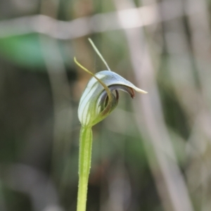 Pterostylis pedunculata at Namadgi National Park - suppressed