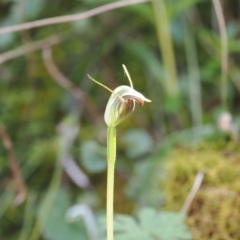 Pterostylis pedunculata at Namadgi National Park - suppressed