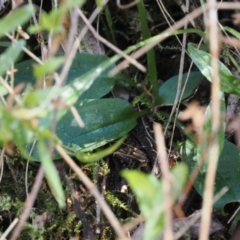 Pterostylis pedunculata at Namadgi National Park - 9 Oct 2023