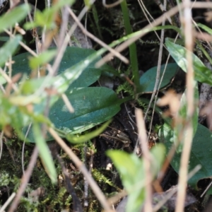 Pterostylis pedunculata at Namadgi National Park - 9 Oct 2023