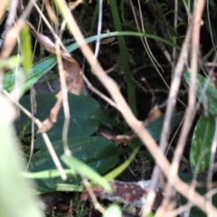 Pterostylis pedunculata at Namadgi National Park - suppressed