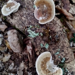 Trametes sp. at Box Cutting Rainforest Walk - 29 Apr 2024 by Teresa