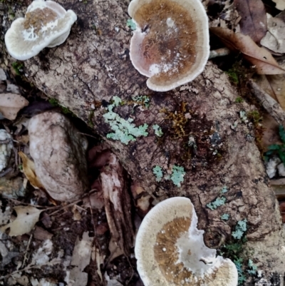 Trametes sp. at Box Cutting Rainforest Walk - 28 Apr 2024 by Teresa