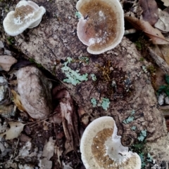 Unidentified Fungus at Box Cutting Rainforest Walk - 28 Apr 2024 by Teresa