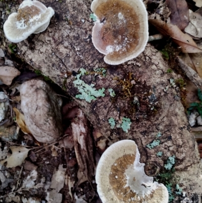 Unidentified Fungus at Bodalla State Forest - 28 Apr 2024 by Teresa