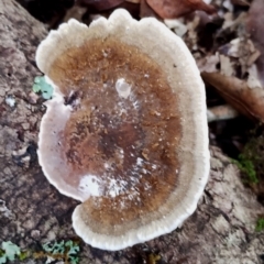 Trametes sp. at Box Cutting Rainforest Walk - 29 Apr 2024