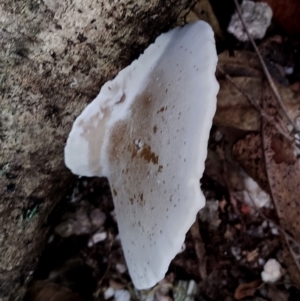 Trametes sp. at Box Cutting Rainforest Walk - 29 Apr 2024 09:42 AM