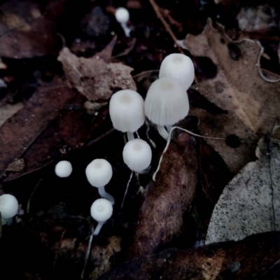 Coprinellus disseminatus at Kianga, NSW - 28 Apr 2024 by Teresa