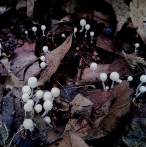 Coprinellus disseminatus at Box Cutting Rainforest Walk - 29 Apr 2024 09:56 AM