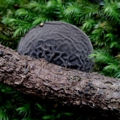 Plectania campylospora (Brown Forest Cup) at Box Cutting Rainforest Walk - 29 Apr 2024 by Teresa