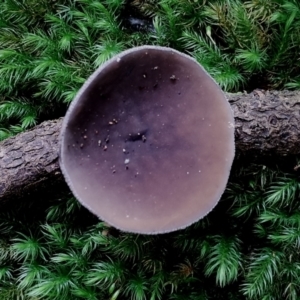 Plectania campylospora at Box Cutting Rainforest Walk - 29 Apr 2024