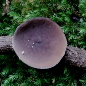 Plectania campylospora at Box Cutting Rainforest Walk - 29 Apr 2024