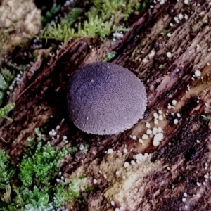 Lycoperdon subincarnatum at Box Cutting Rainforest Walk - 29 Apr 2024