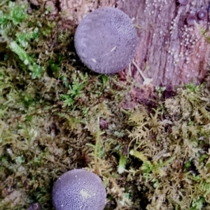 Lycoperdon subincarnatum at Box Cutting Rainforest Walk - 29 Apr 2024 10:33 AM