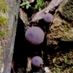 Lycoperdon subincarnatum at Box Cutting Rainforest Walk - 29 Apr 2024