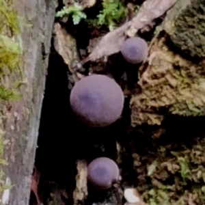 Lycoperdon subincarnatum at Box Cutting Rainforest Walk - 29 Apr 2024