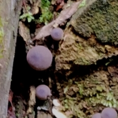 Lycoperdon subincarnatum at Box Cutting Rainforest Walk - 29 Apr 2024