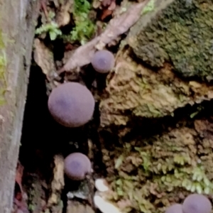 Lycoperdon subincarnatum at Box Cutting Rainforest Walk - 29 Apr 2024