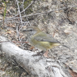 Acanthiza lineata at Lions Youth Haven - Westwood Farm A.C.T. - 29 Apr 2024