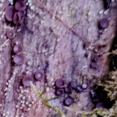 Unidentified Fungus at Box Cutting Rainforest Walk - 29 Apr 2024 by Teresa