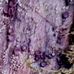 Unidentified Fungus at Kianga, NSW - 29 Apr 2024 by Teresa