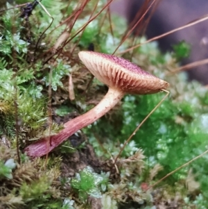 Gymnopilus dilepis at Box Cutting Rainforest Walk - 29 Apr 2024 10:32 AM