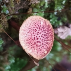 Gymnopilus dilepis at Box Cutting Rainforest Walk - 29 Apr 2024 10:32 AM