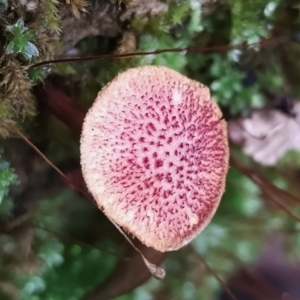 Gymnopilus dilepis at Box Cutting Rainforest Walk - 29 Apr 2024 10:32 AM