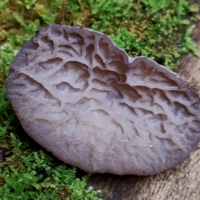 Auricularia delicata (Auricularia delicata) at Box Cutting Rainforest Walk - 29 Apr 2024 by Teresa