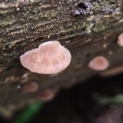 Auricularia delicata at suppressed - suppressed