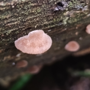 Auricularia delicata at suppressed - suppressed