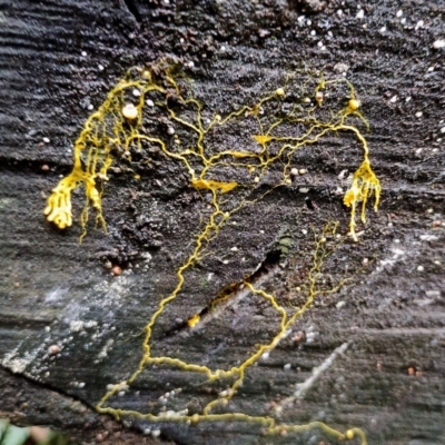 Myxomycete-plasmodium(class) (A slime mould) at Box Cutting Rainforest Walk - 29 Apr 2024 by Teresa