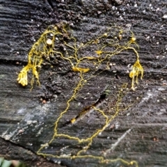 Myxomycete-plasmodium(class) (A slime mould) at Box Cutting Rainforest Walk - 29 Apr 2024 by Teresa